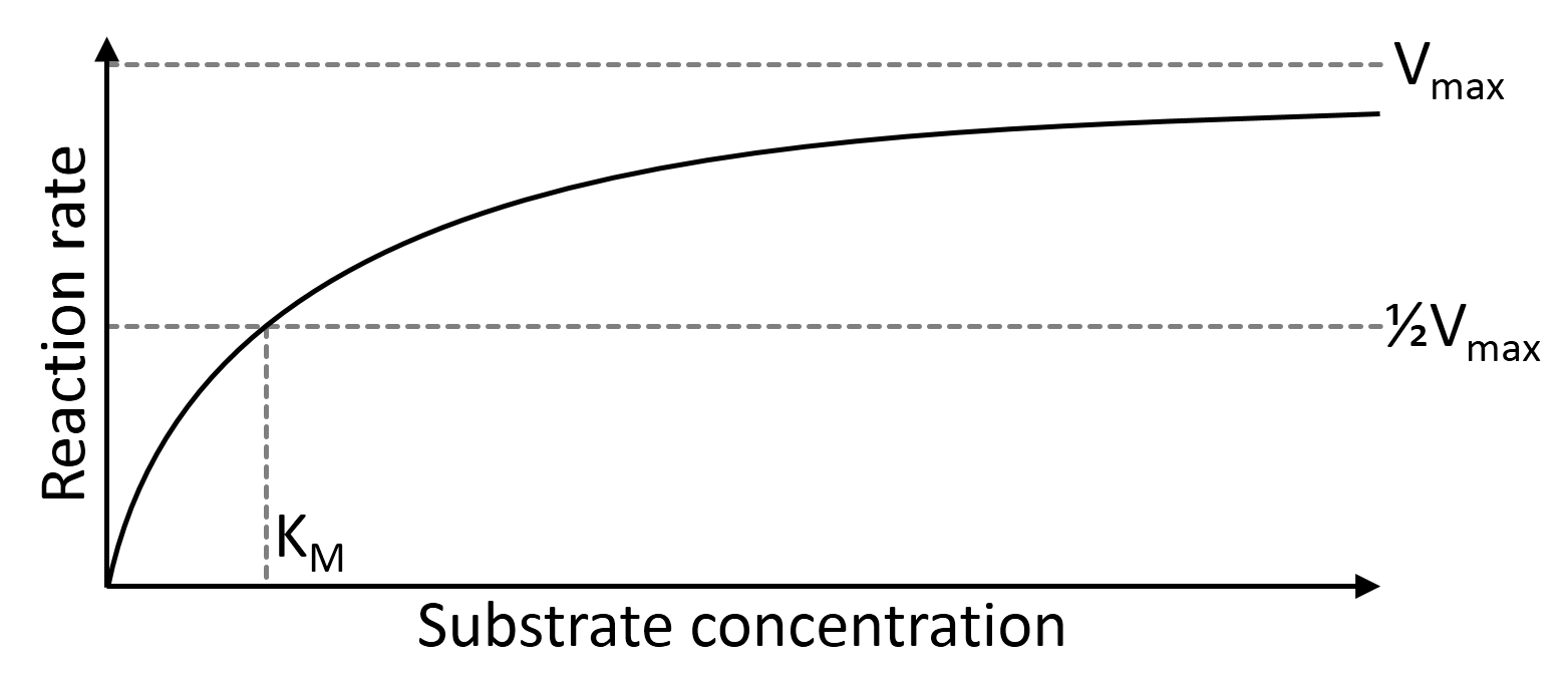 Michaelis Menten model curve
