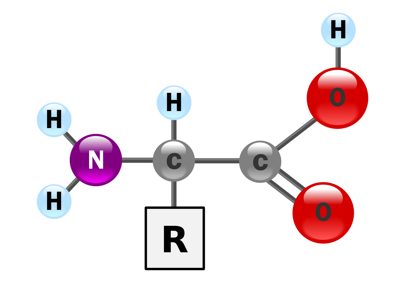 Bound and stick shown of amino acids