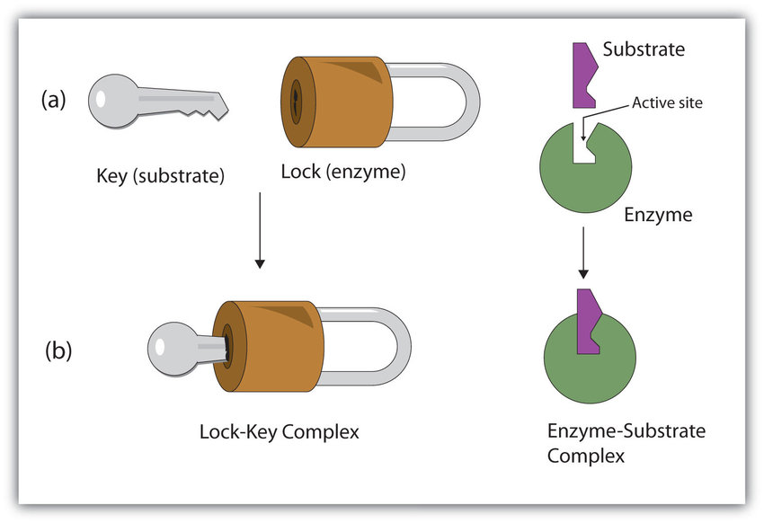 Schematic of the lock and key model