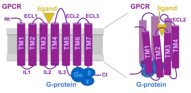 Structural and conformational scheme of GPCR[1].