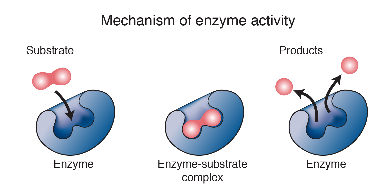 Schematic illustration of enzyme catalyzing reactions